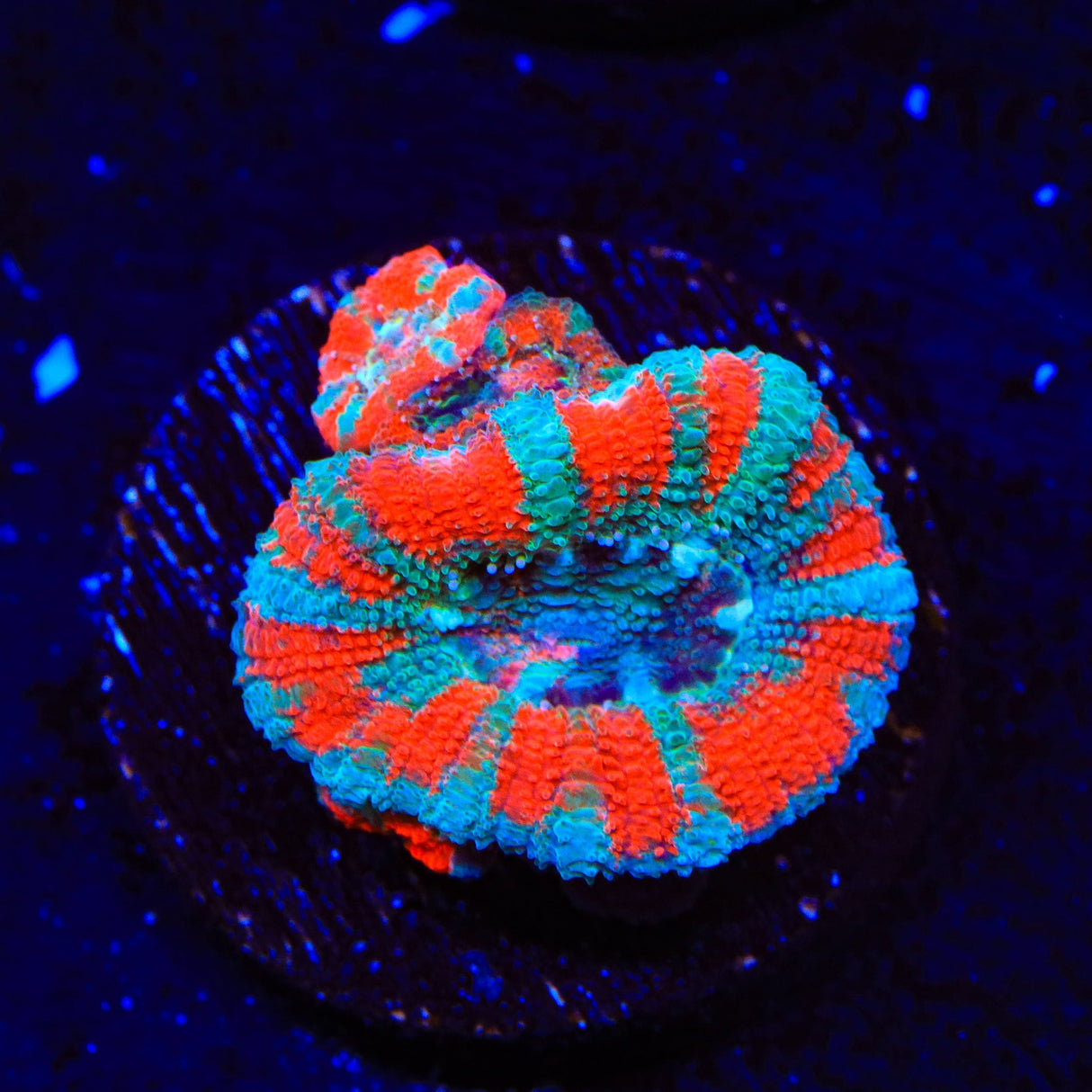 Ultra Acan Coral