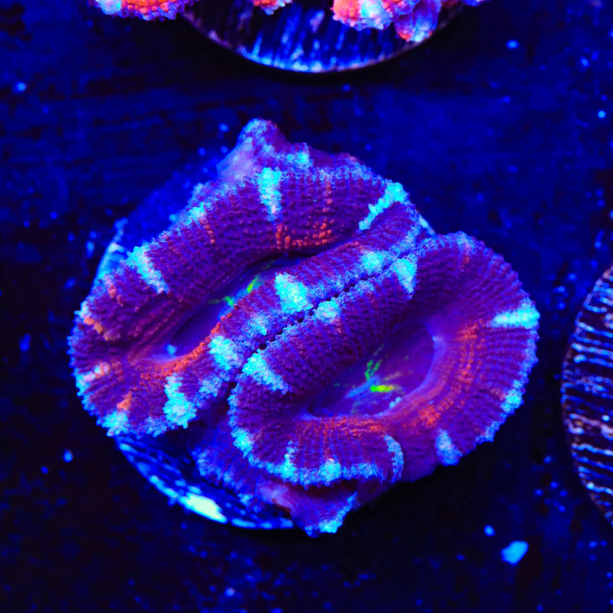 Ultra Acan Coral
