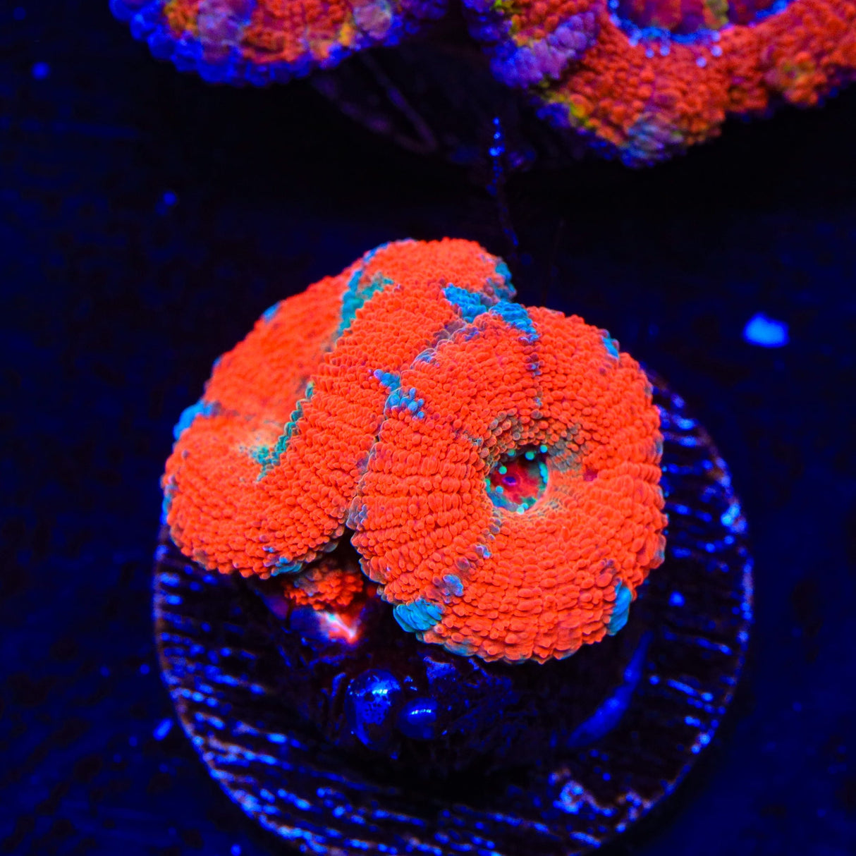 Ultra Acan Coral