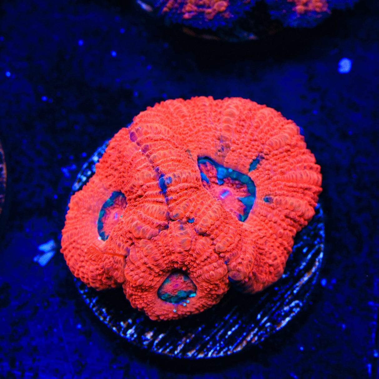 Ultra Acan Coral