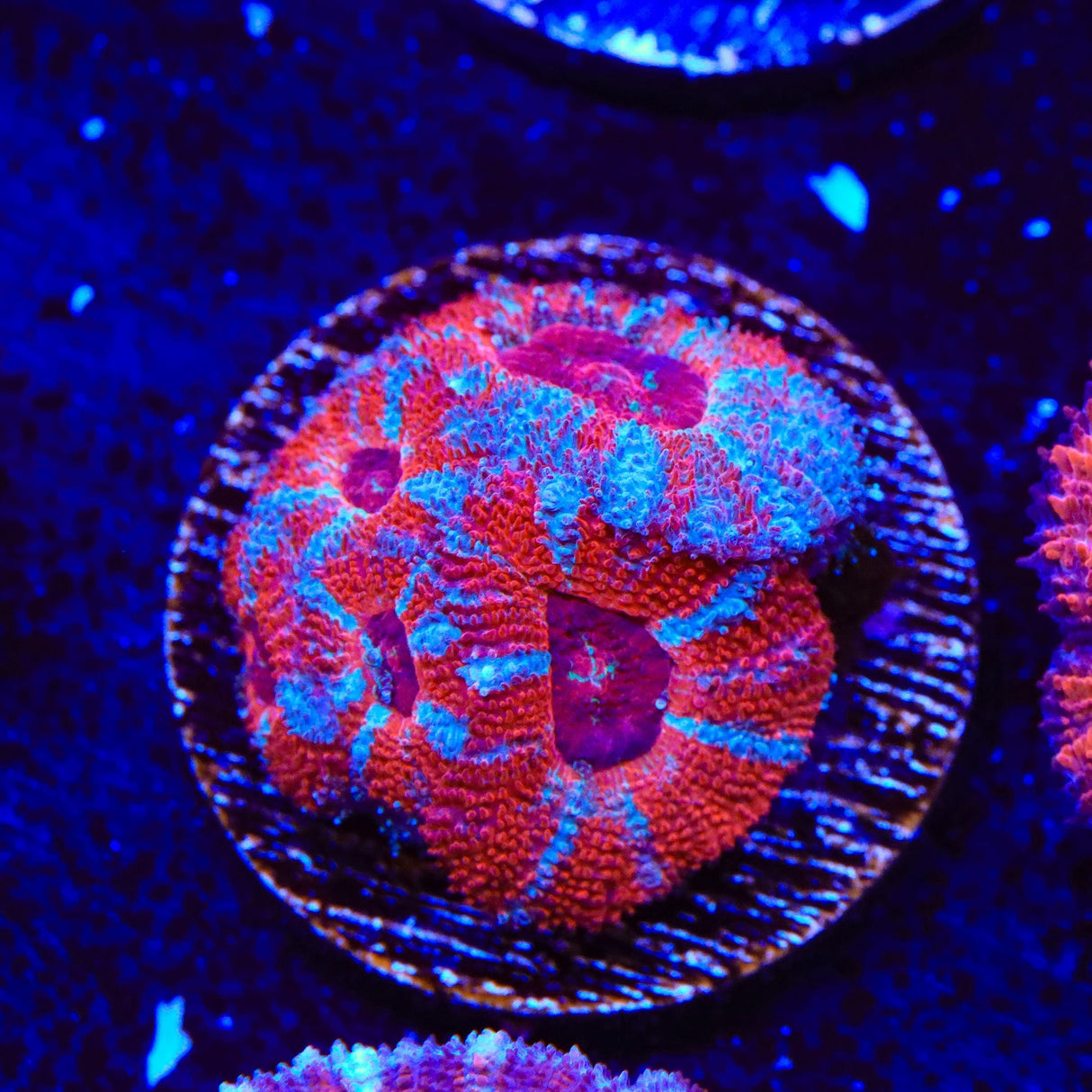 Ultra Acan Coral