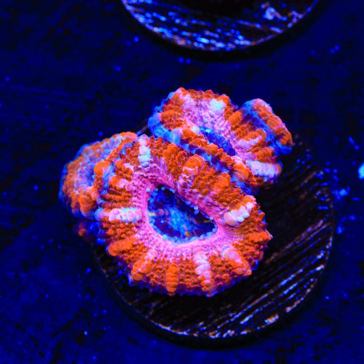Ultra Acan Coral