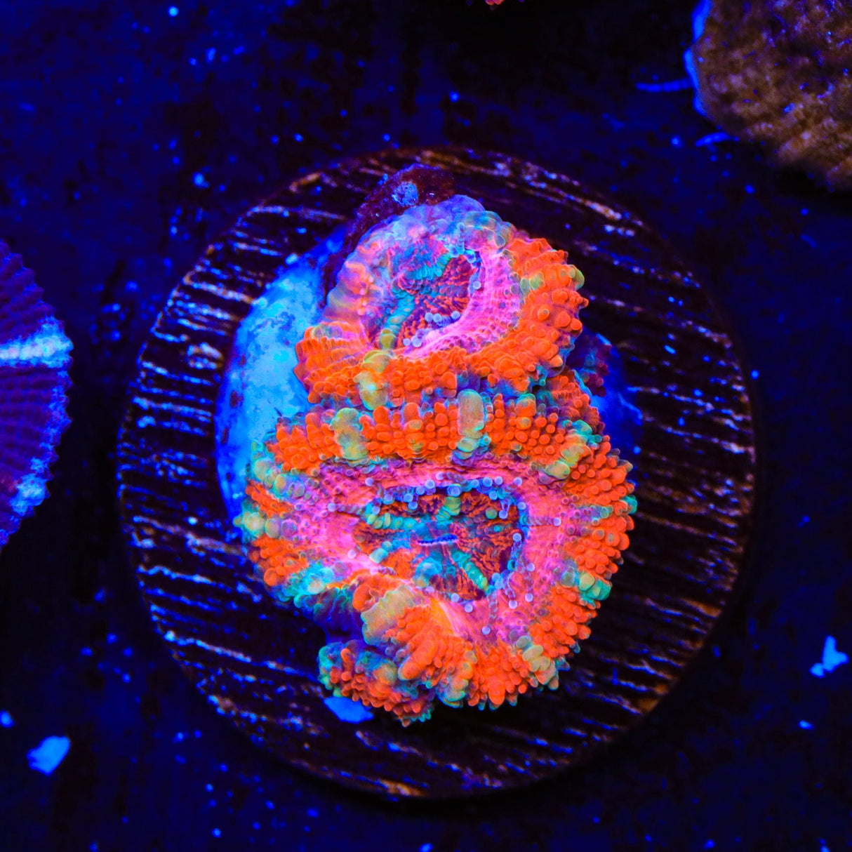 Ultra Acan Coral