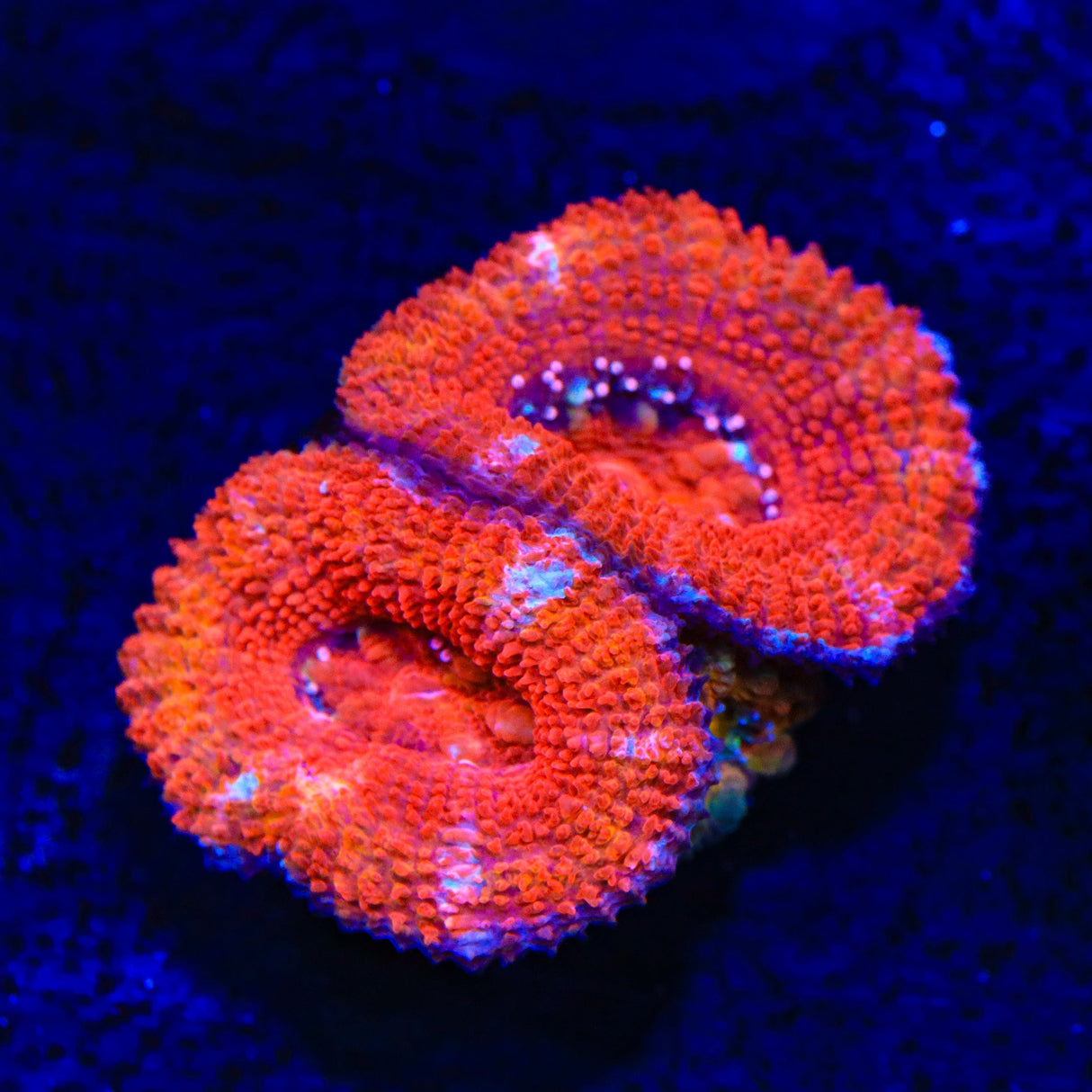 Ultra Acan Coral
