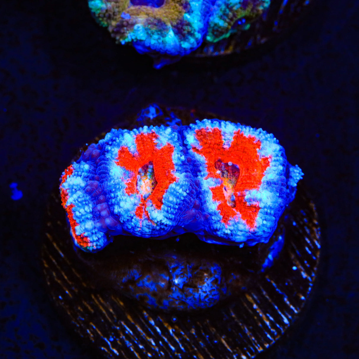 Ultra Acan Coral