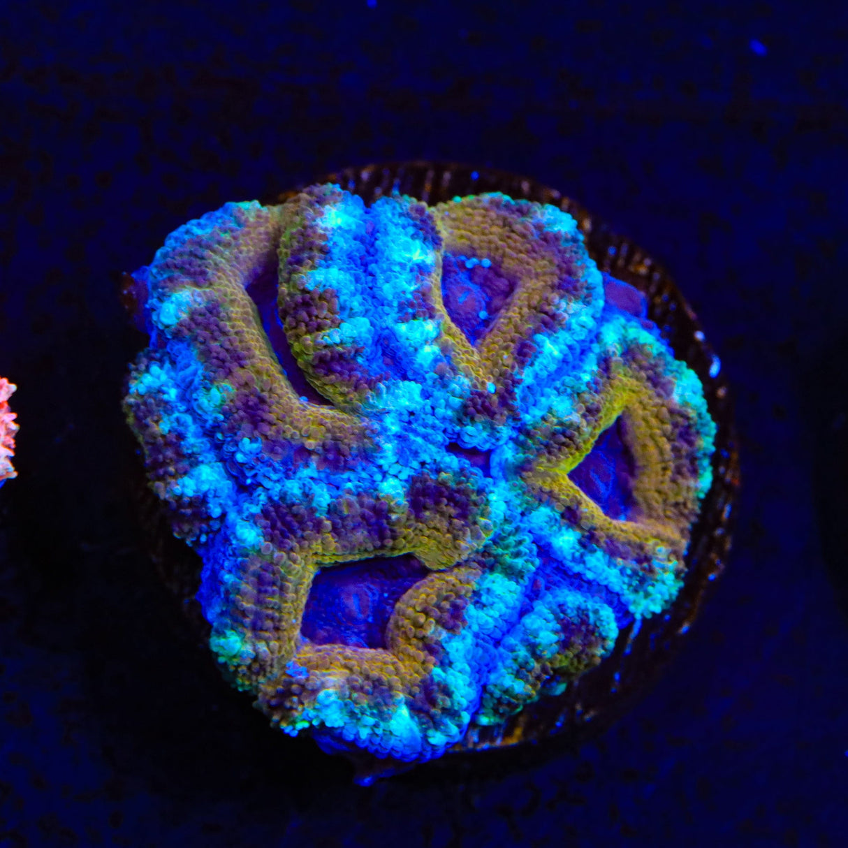 Ultra Acan Coral