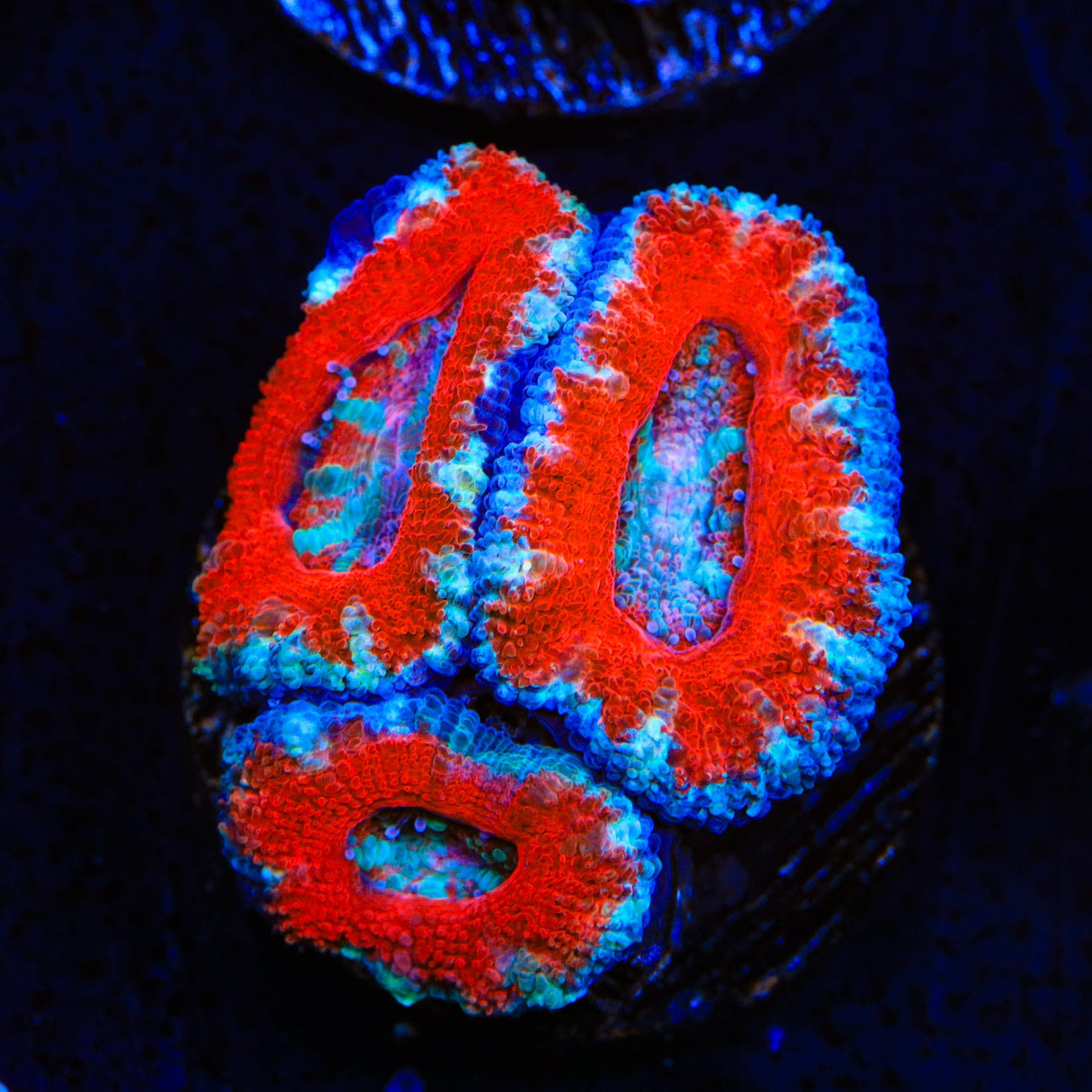 Ultra Acan Coral