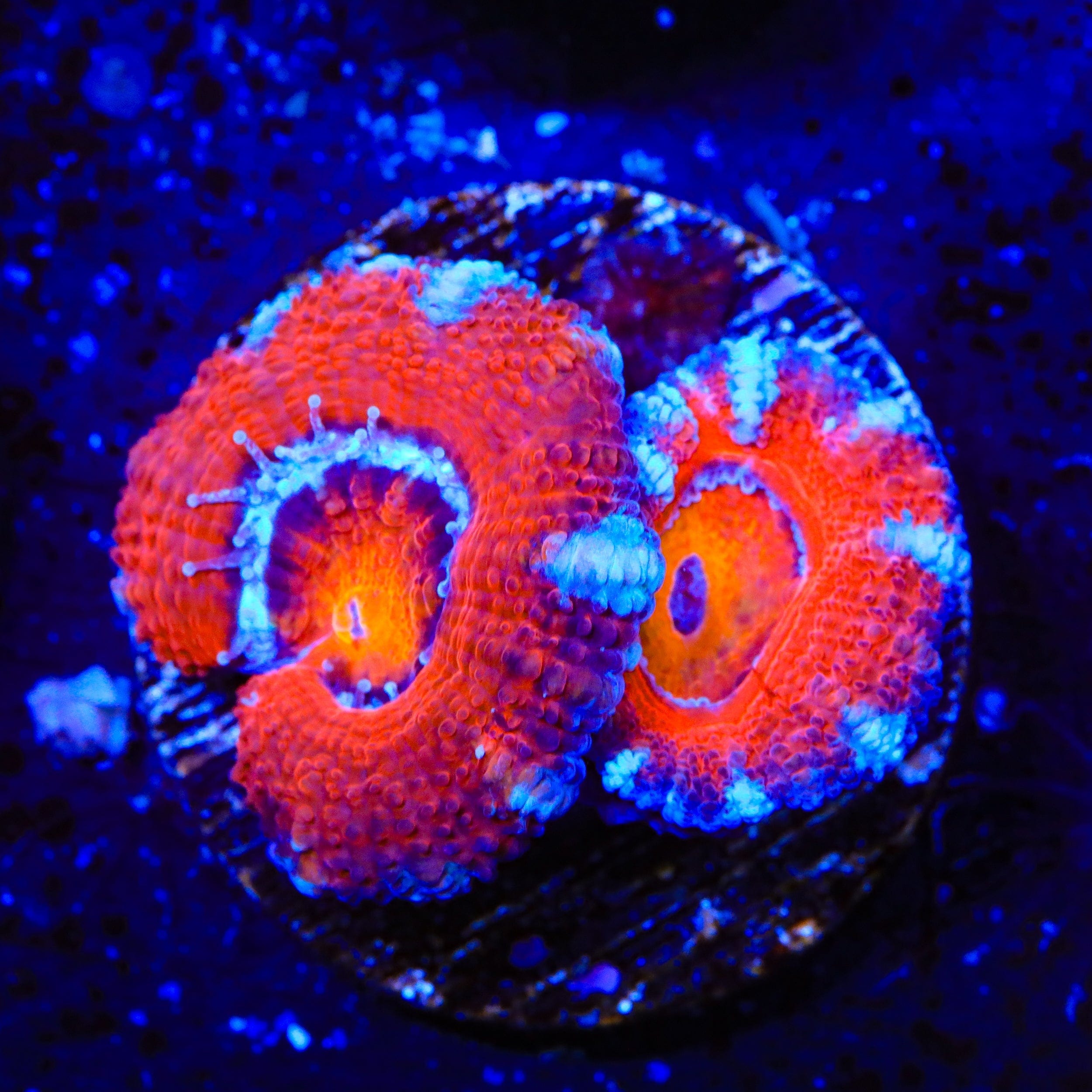 Ultra Acan Coral