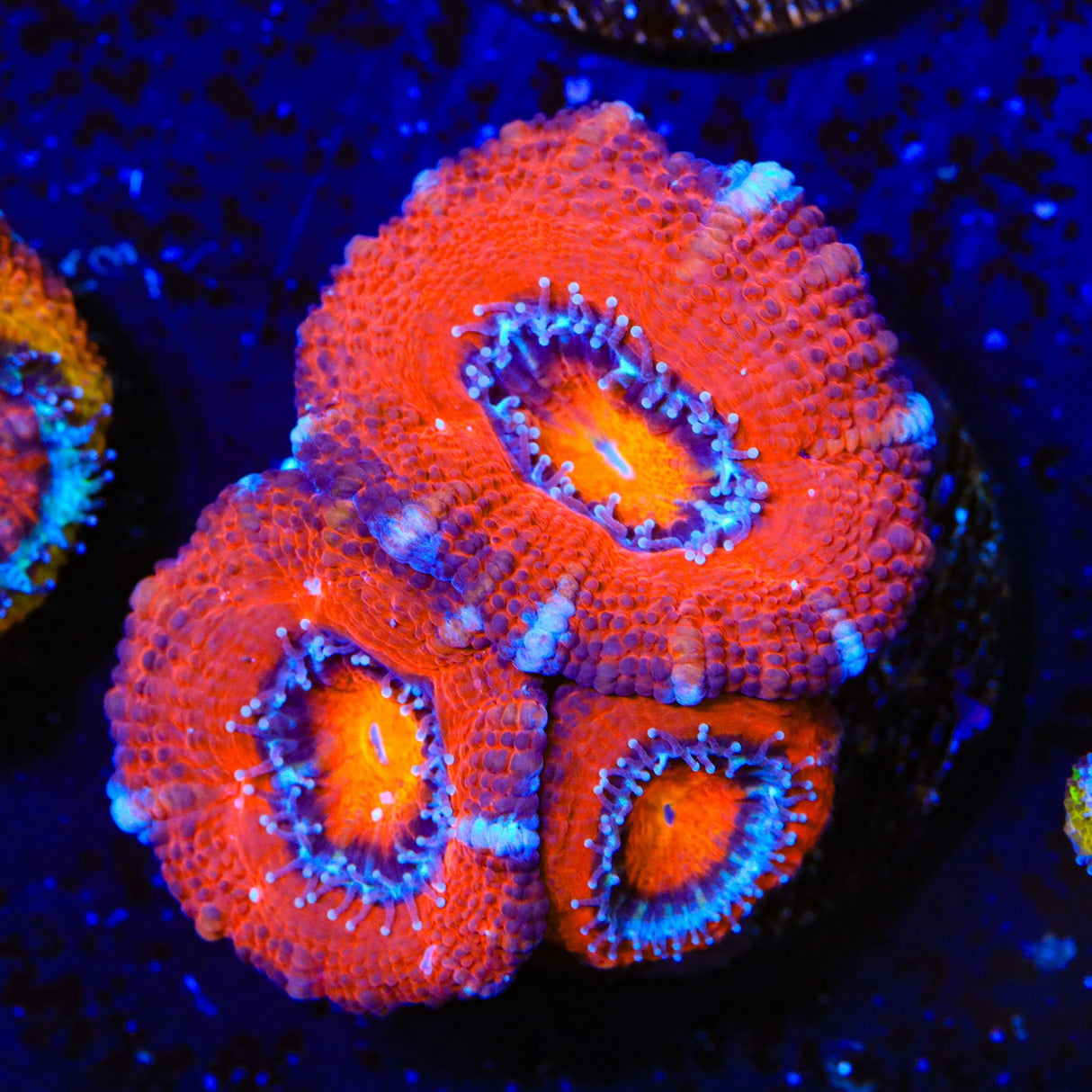 Ultra Acan Coral
