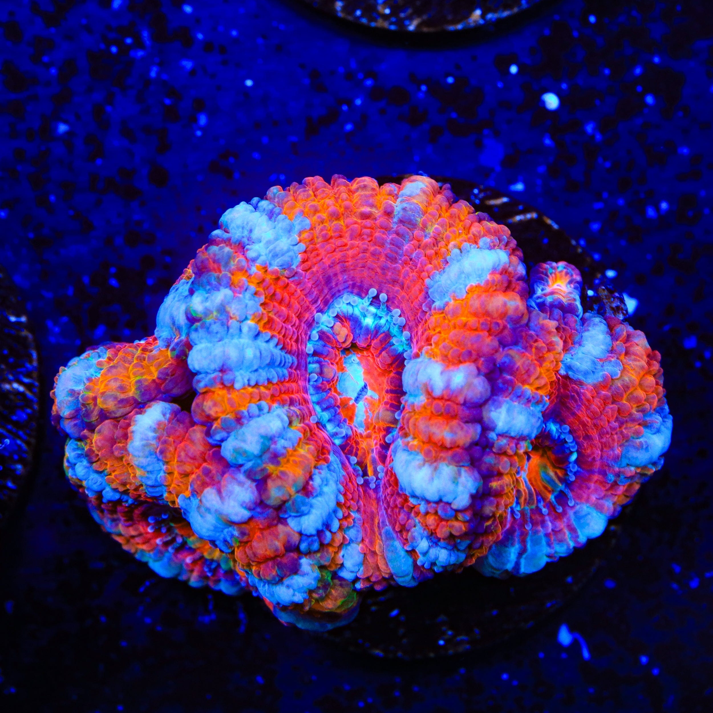 Ultra Acan Coral