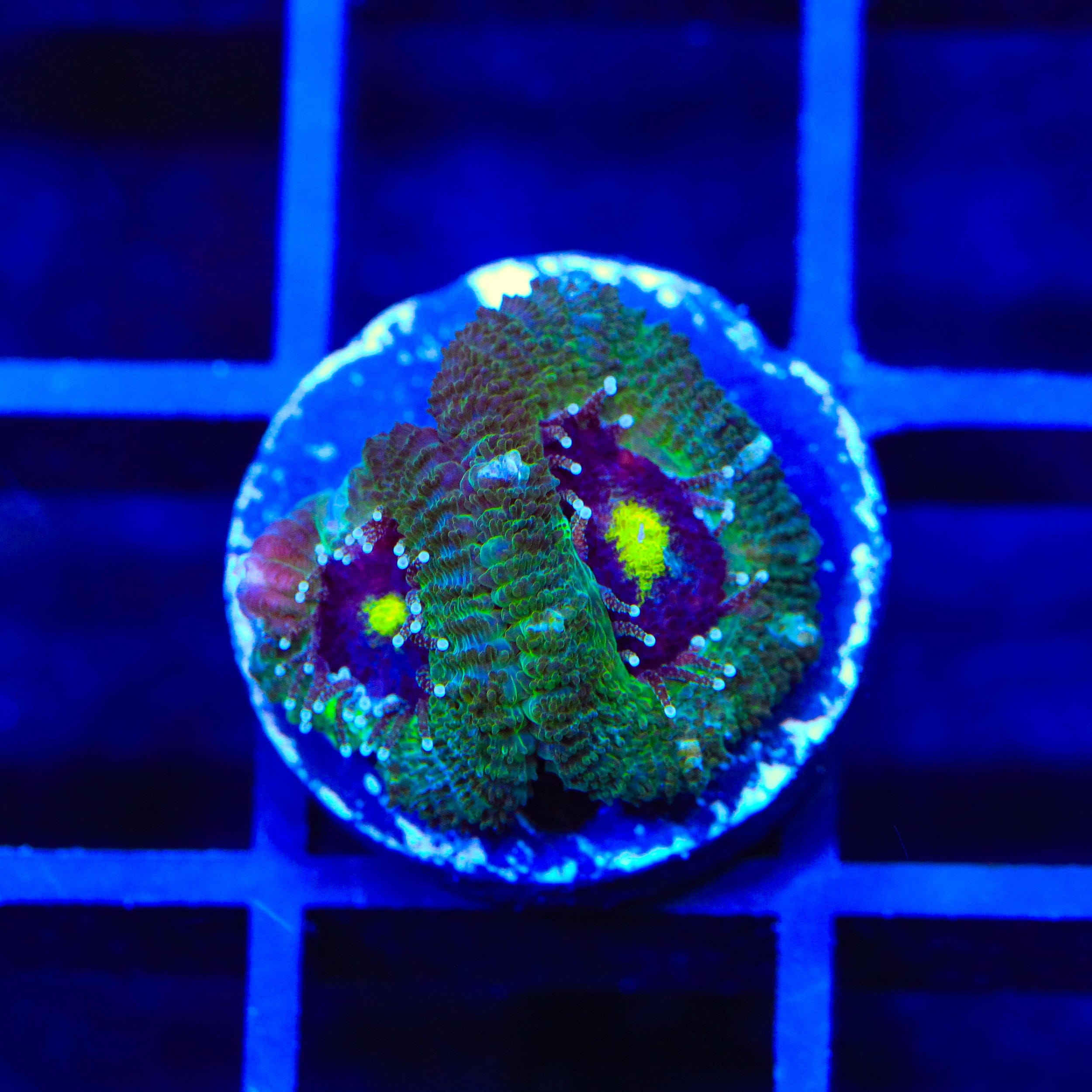 Ultra Acan Coral