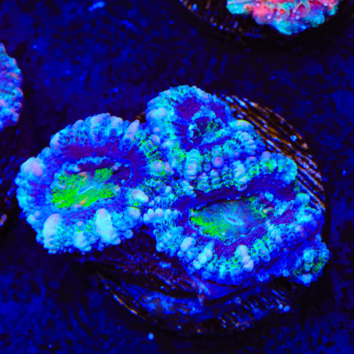 Ultra Acan Coral