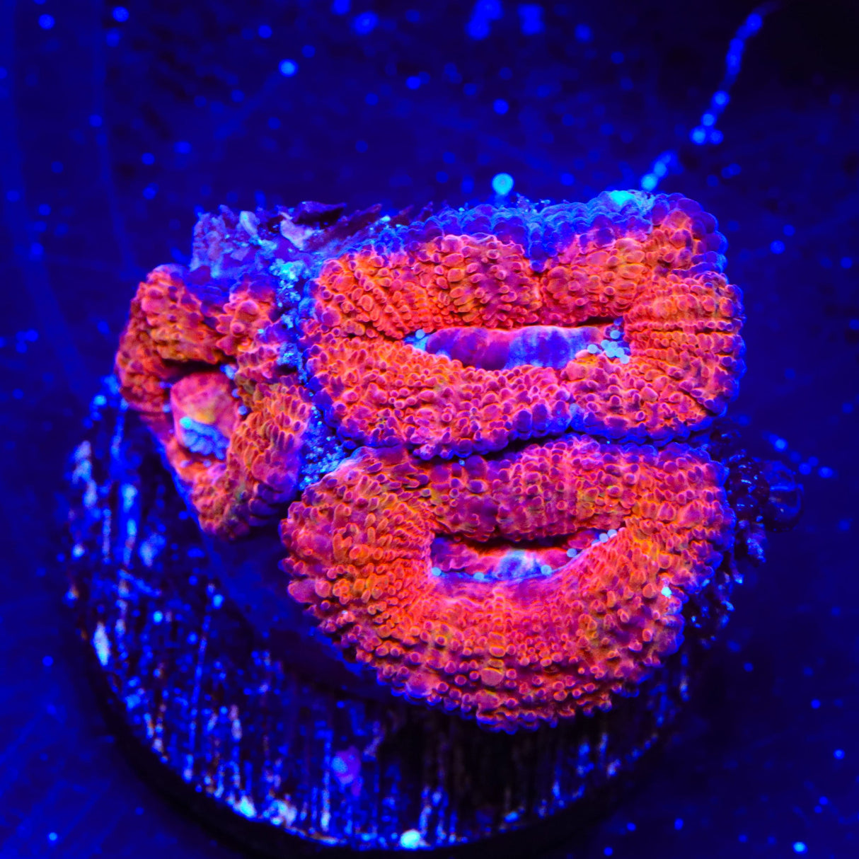 Ultra Acan Coral