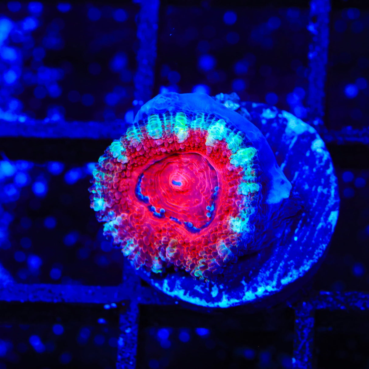 Ultra Acan Coral