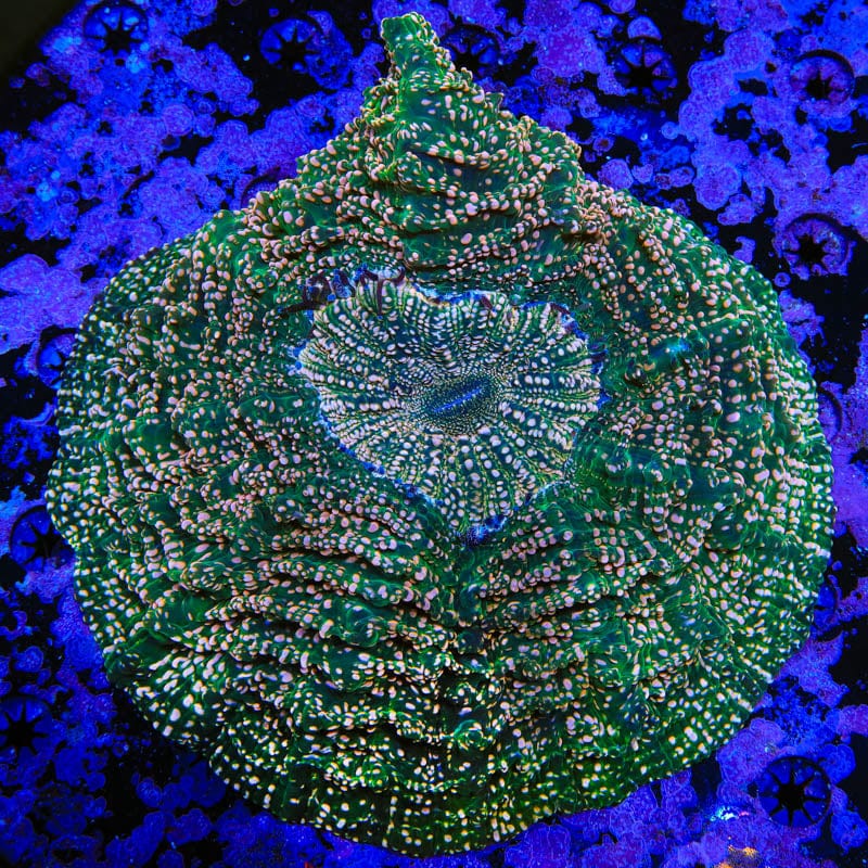 Ultra Acanthophyllia Coral