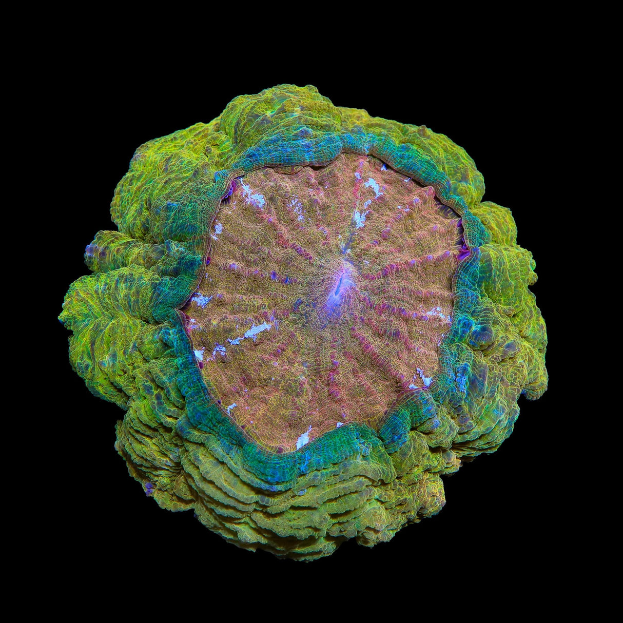 Ultra Acanthophyllia Coral
