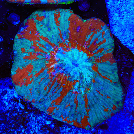 Ultra Australomussa Coral