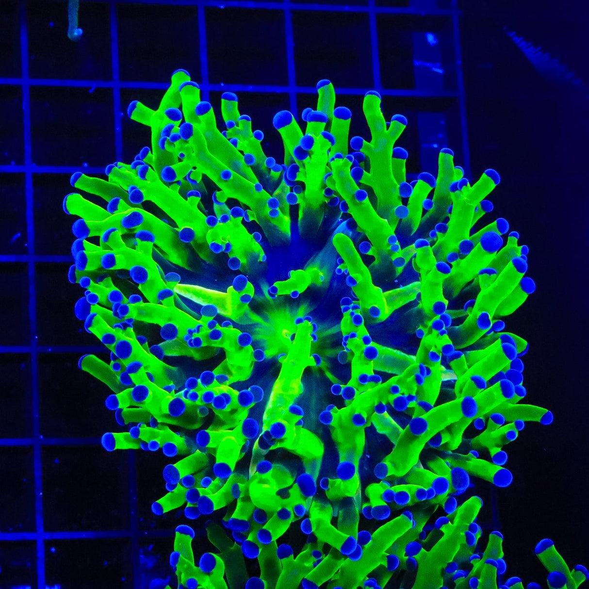 Ultra Bicolor Frogspawn Coral