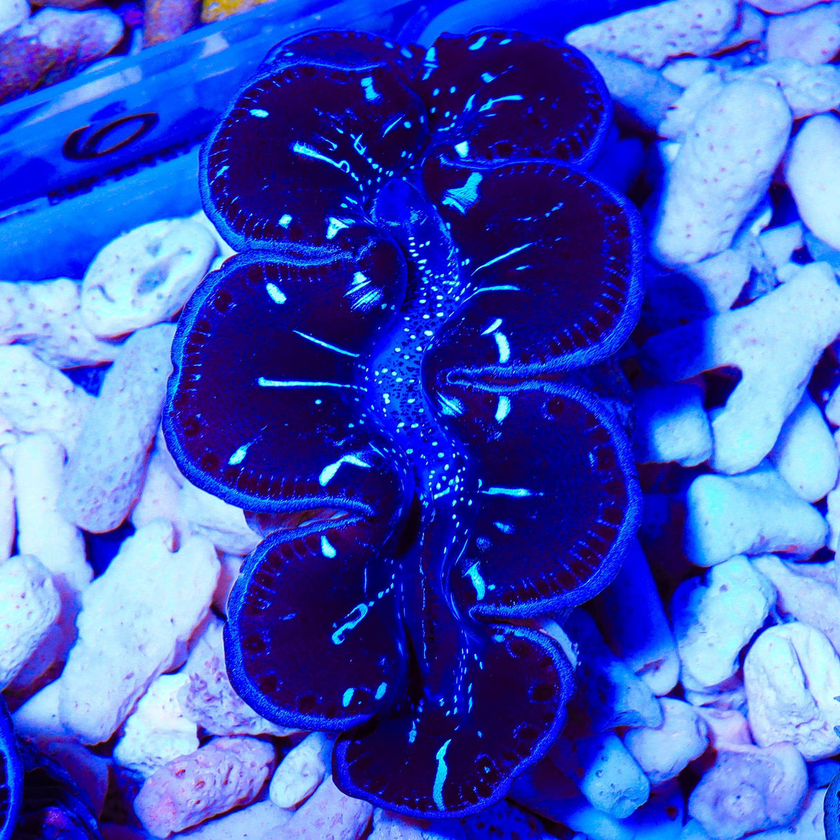 Ultra Black Maxima Clam 1.75 - 2.5"