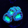 Ultra Blastomussa Coral