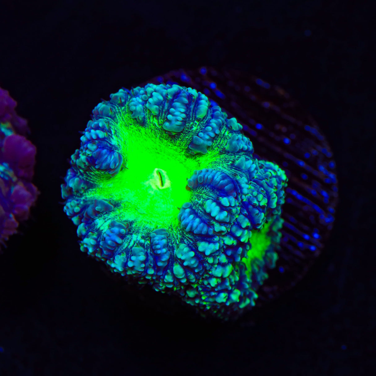 Ultra Blastomussa Coral