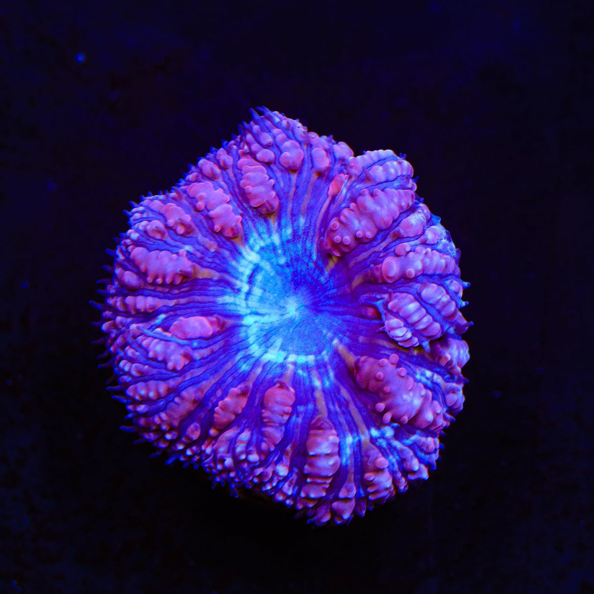 Ultra Blastomussa Coral