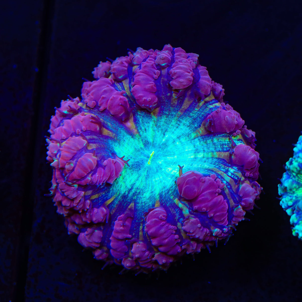 Ultra Blastomussa Coral