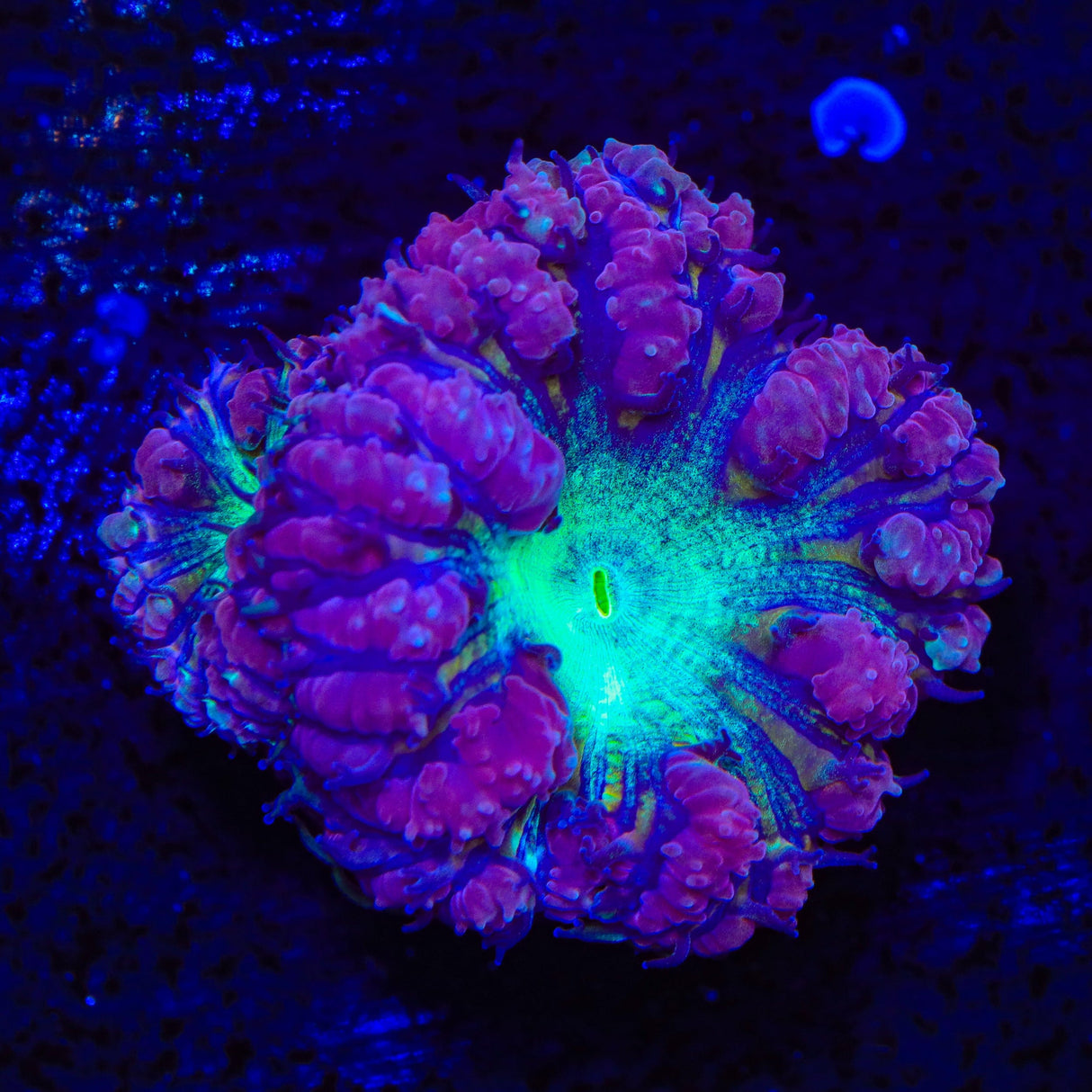 Ultra Blastomussa Coral