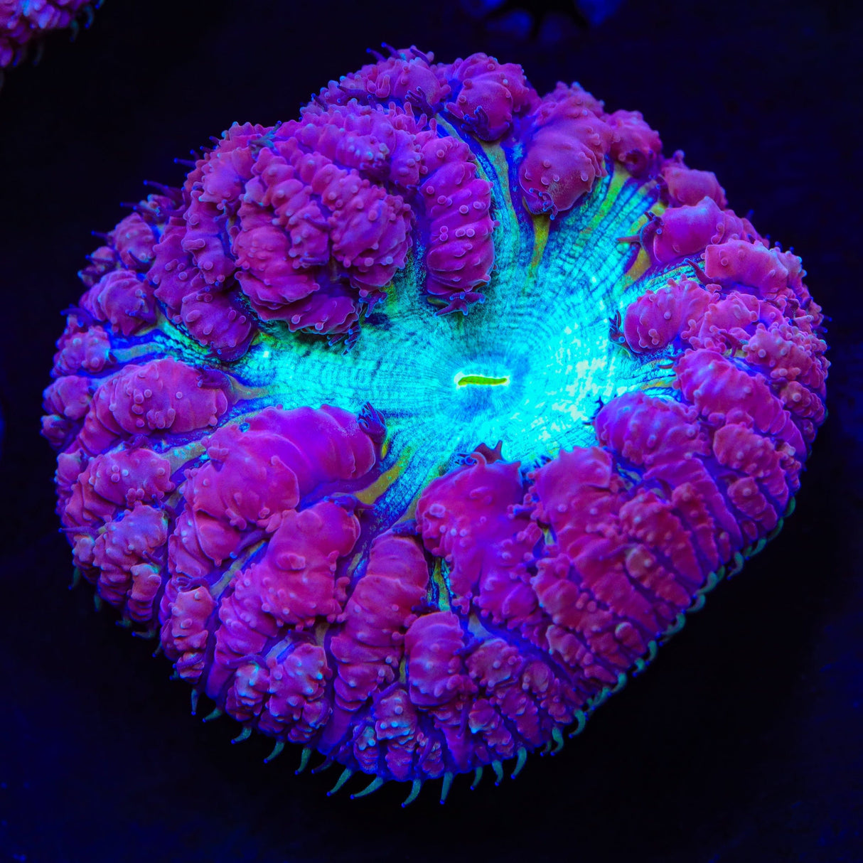 Ultra Blastomussa Coral