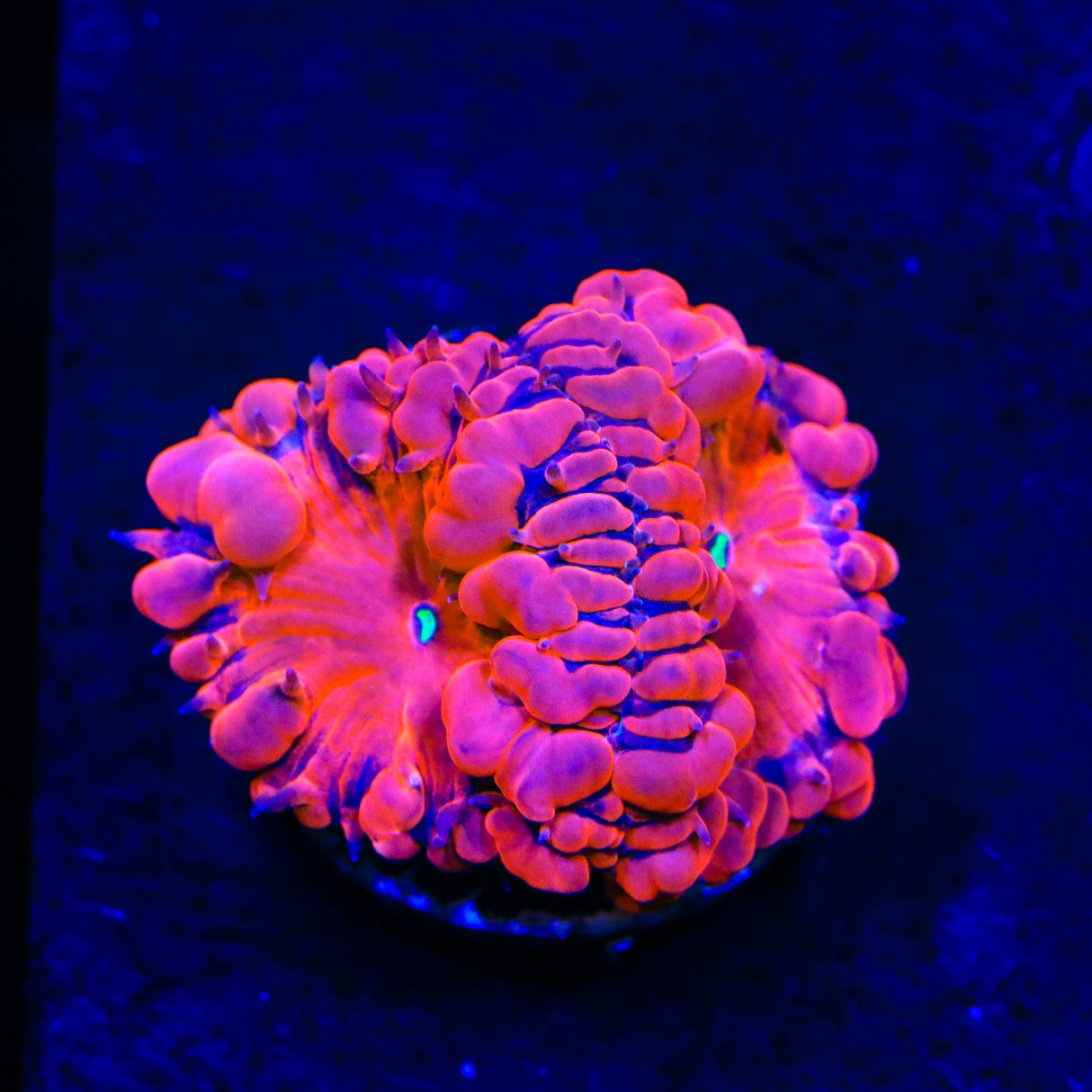 Ultra Blastomussa Coral
