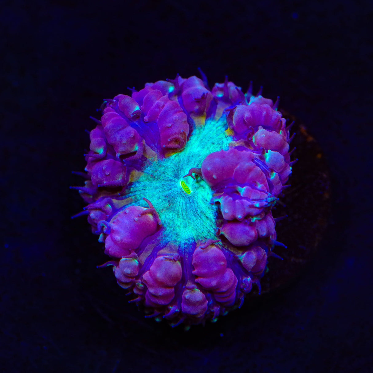 Ultra Blastomussa Coral