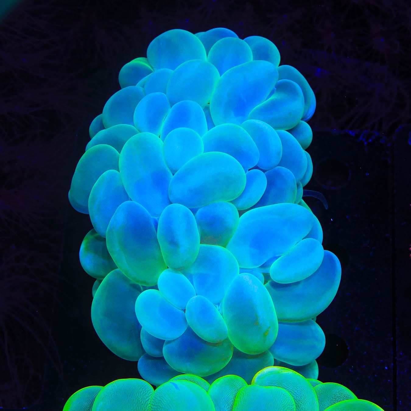 Ultra Bubble Coral