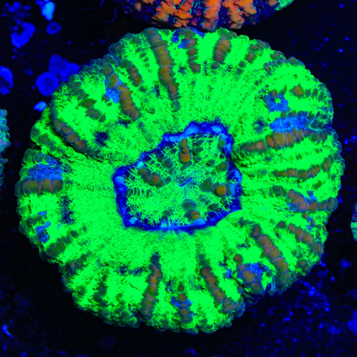 Ultra Button Scolymia Coral