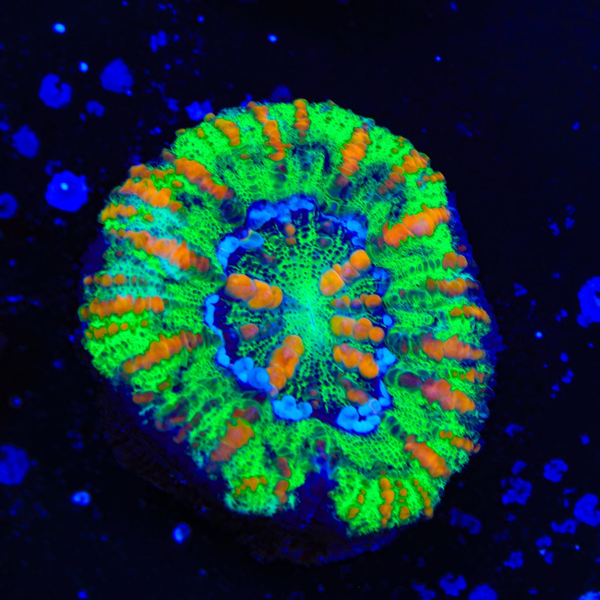 Ultra Button Scolymia Coral