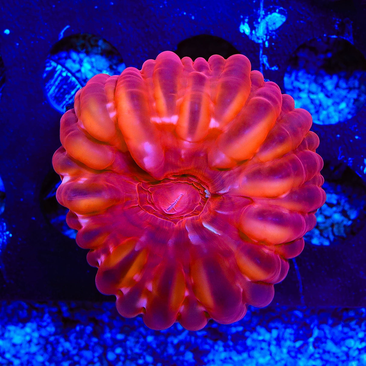 Ultra Cynarina Coral