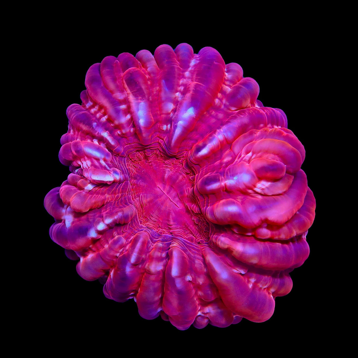 Ultra Cynarina Coral