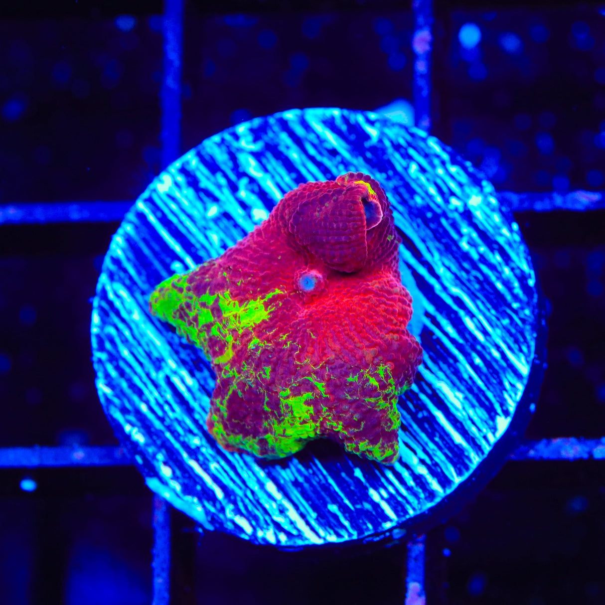 Ultra Eclectus Jawbreaker Mushroom Coral