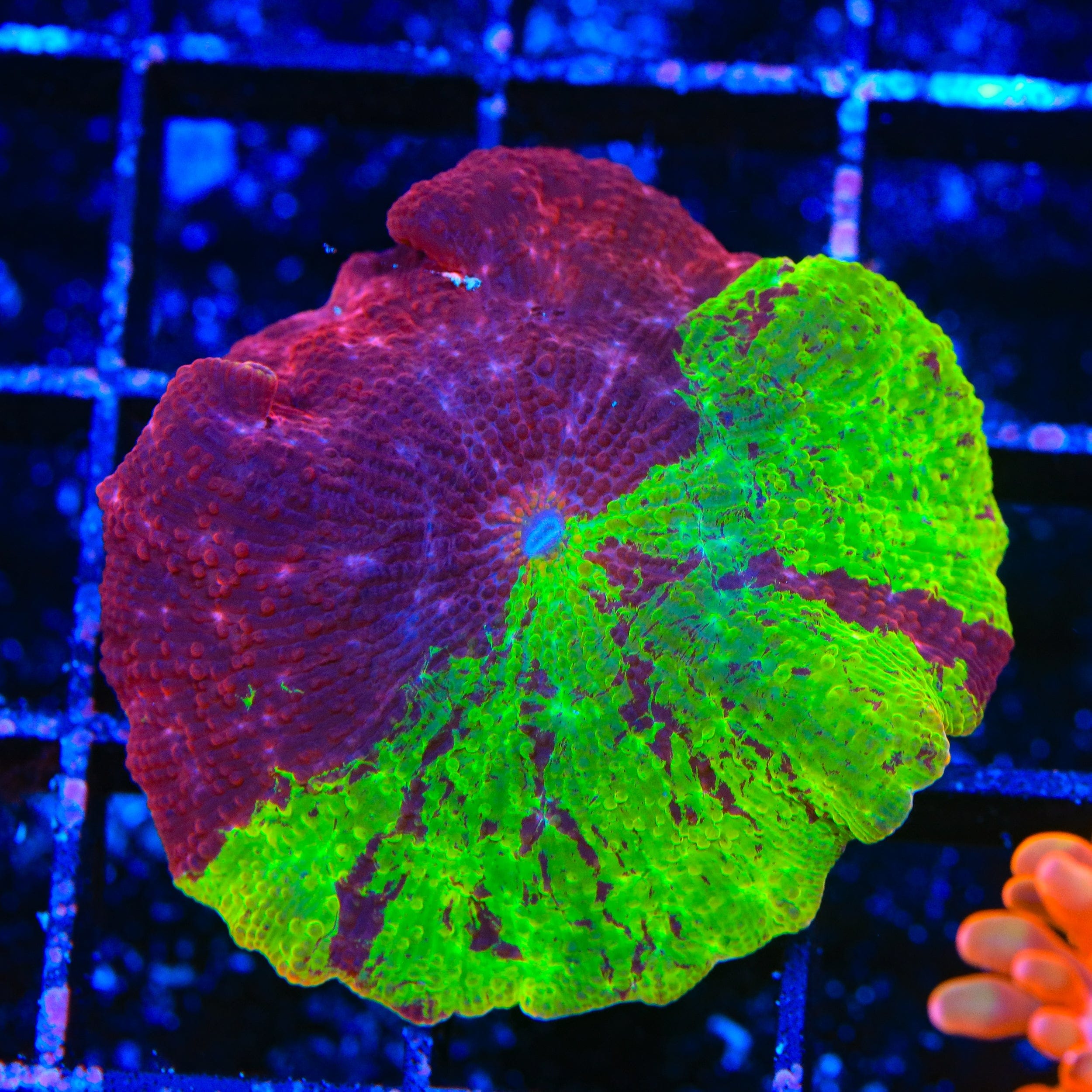 Ultra Eclectus Jawbreaker Mushroom XL Frag Coral