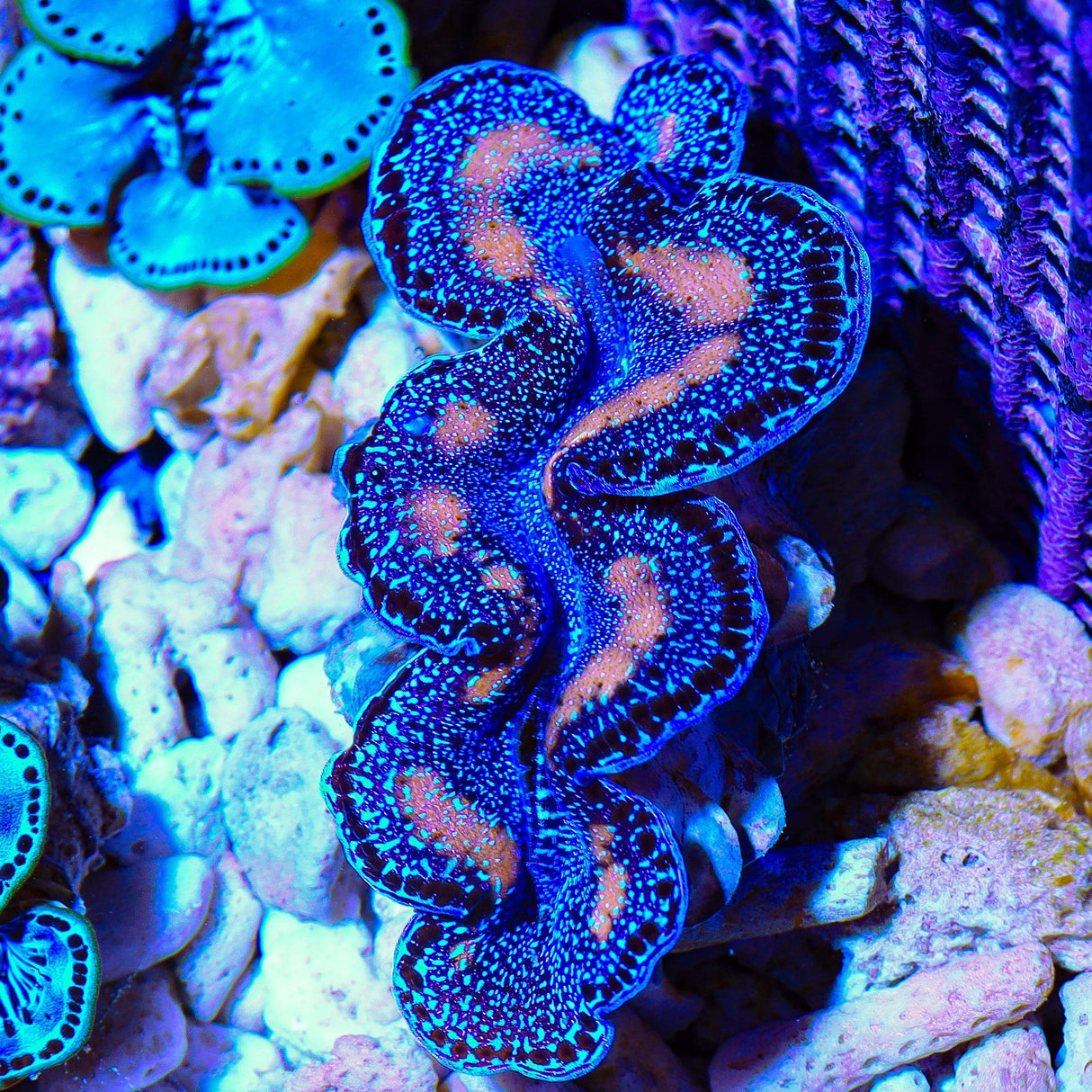 Ultra Gold Maxima Clam