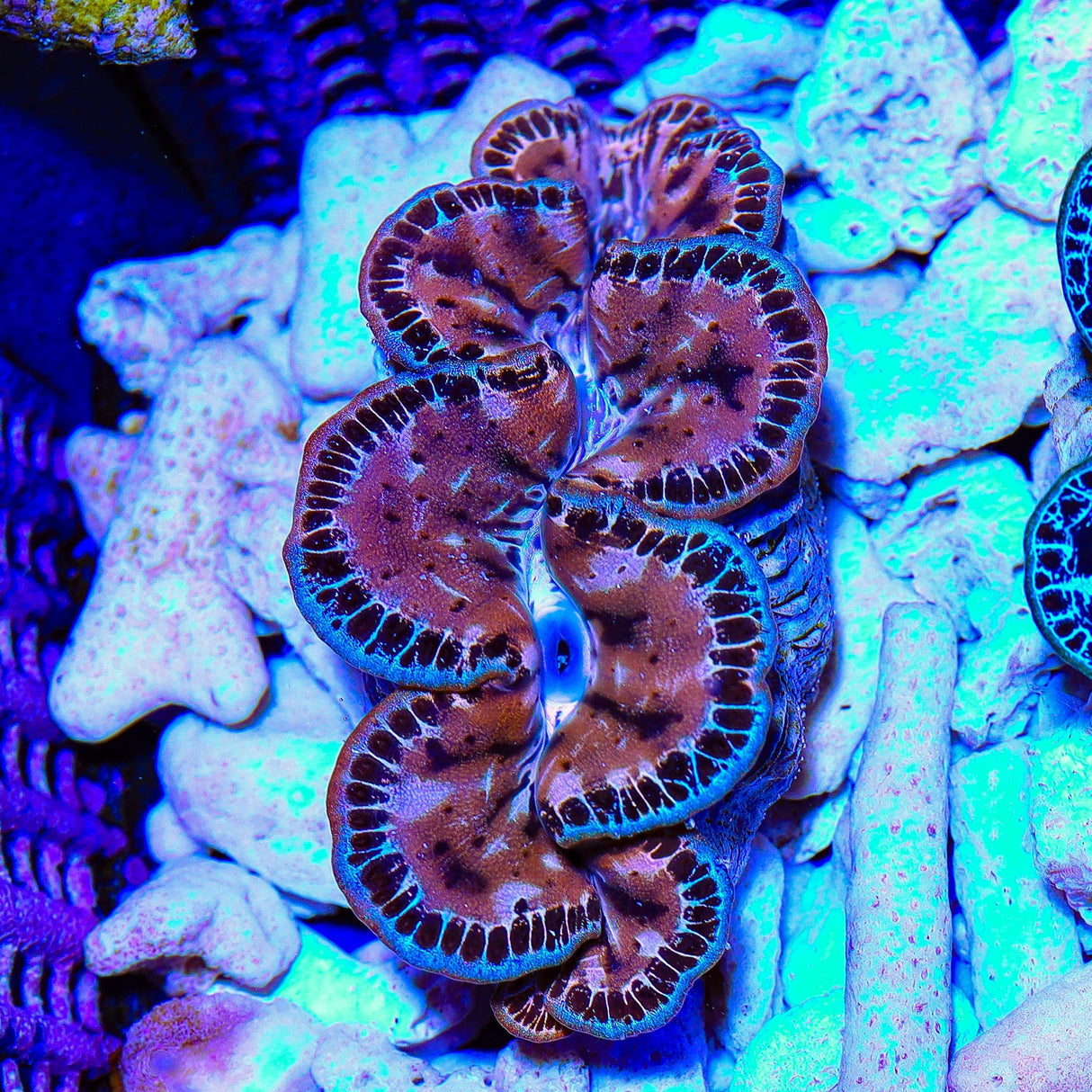 Ultra Gold Maxima Clam