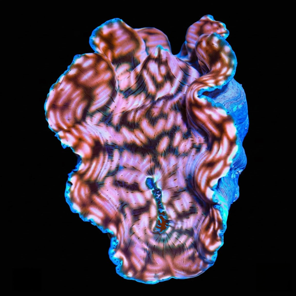 Ultra Gold Maxima Clam 3.5"