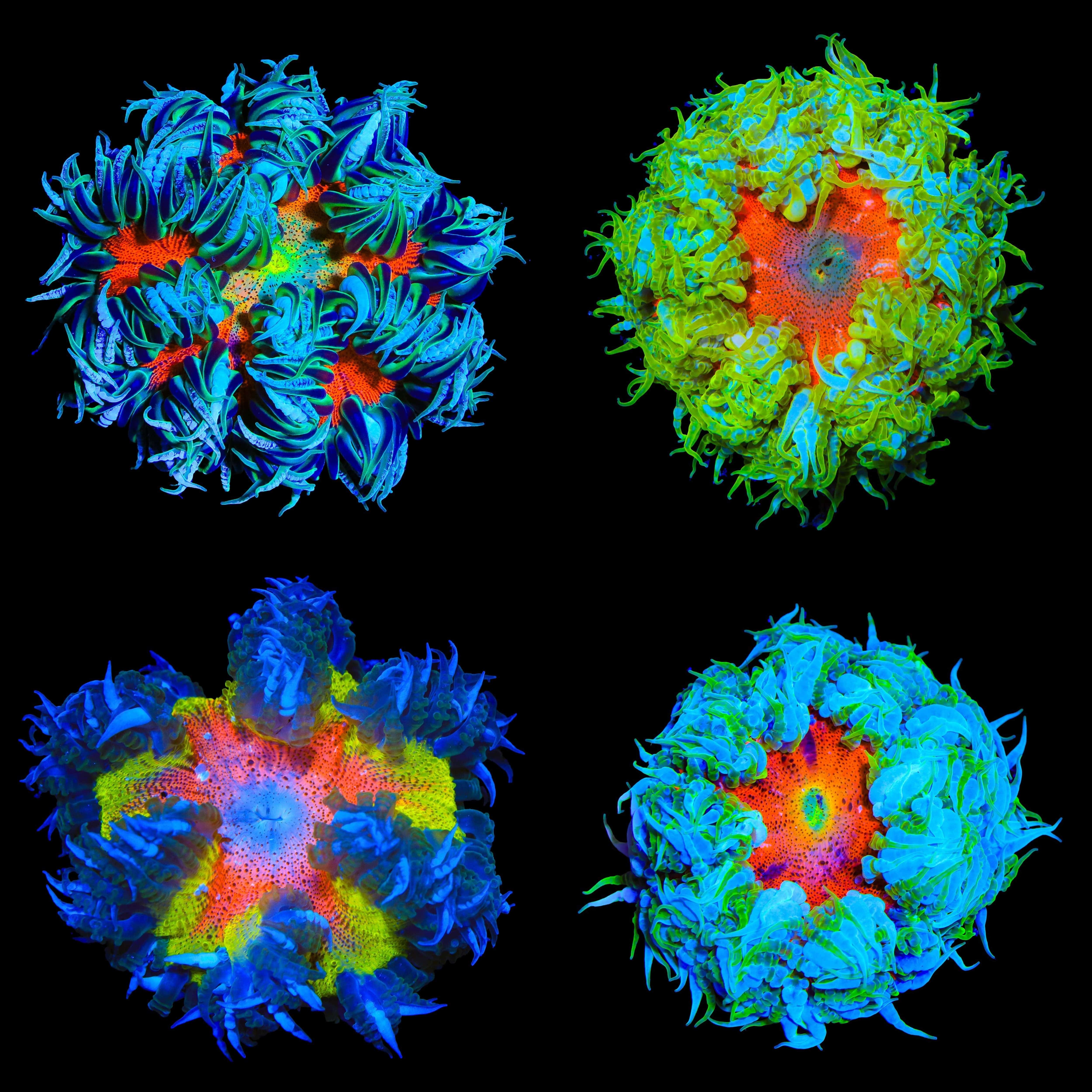 Ultra Grade Rock Flower Anemone