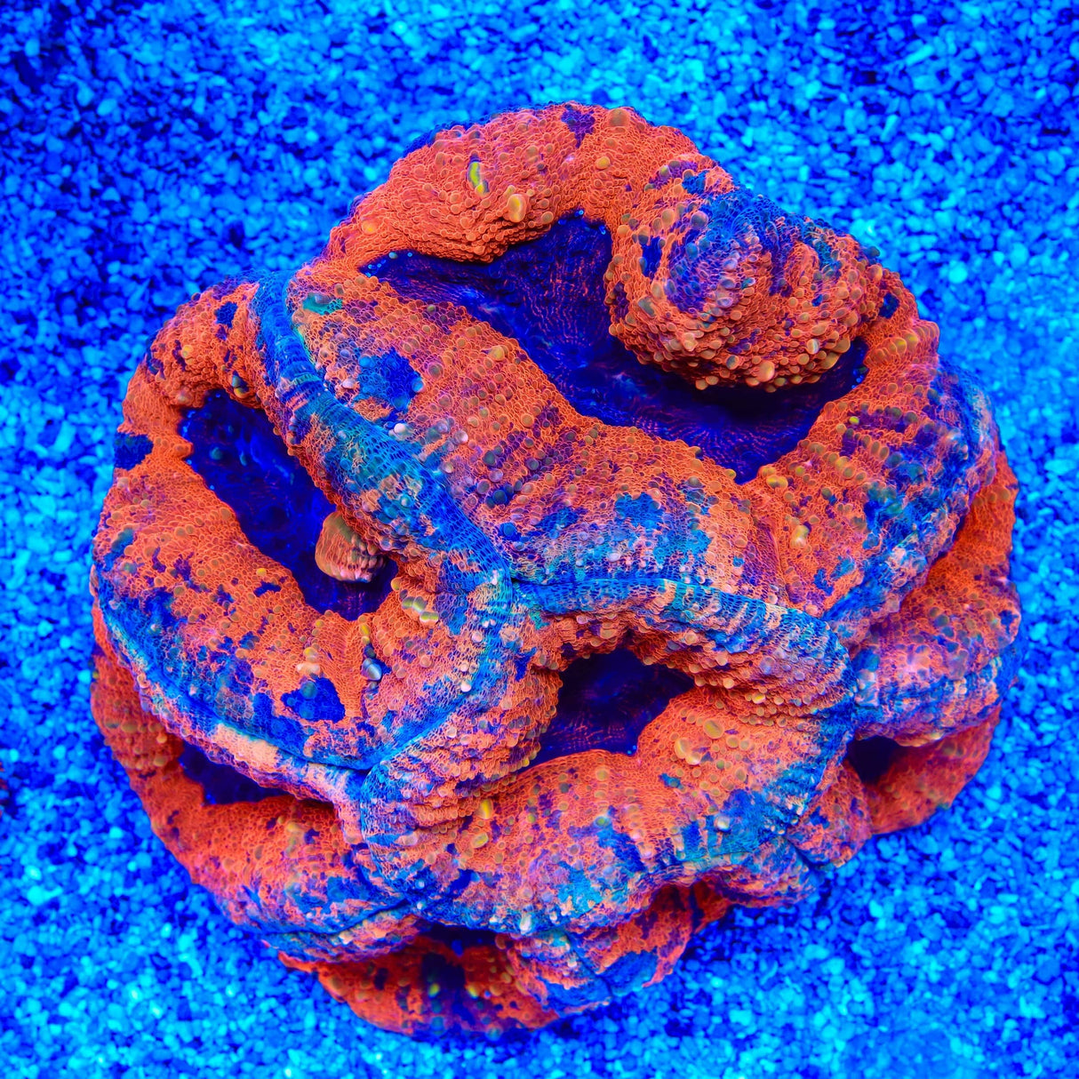 Ultra Lobophyllia Colony Coral