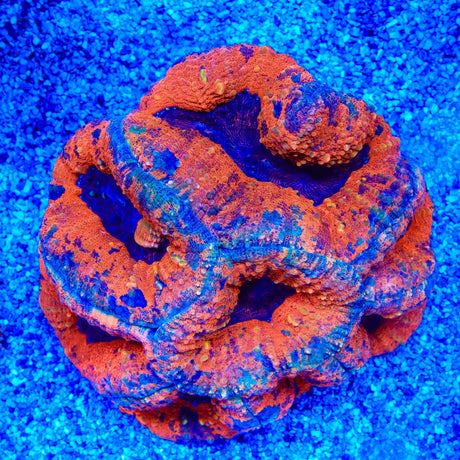 Ultra Lobophyllia Colony Coral