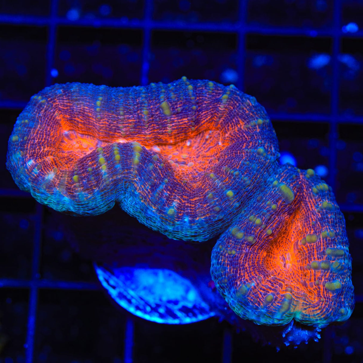 Ultra Lobophyllia Coral