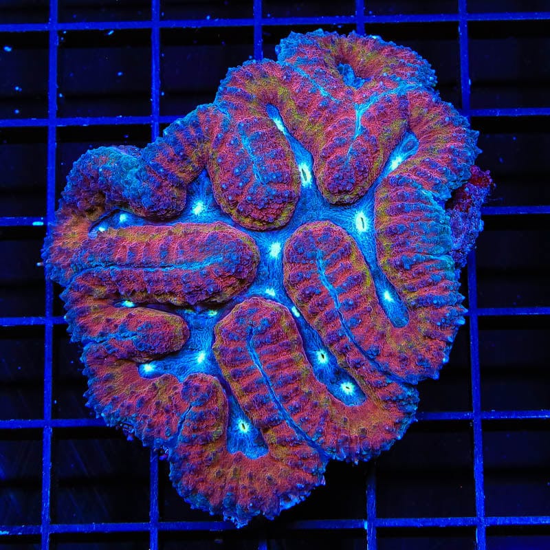 Ultra Lobophyllia Coral