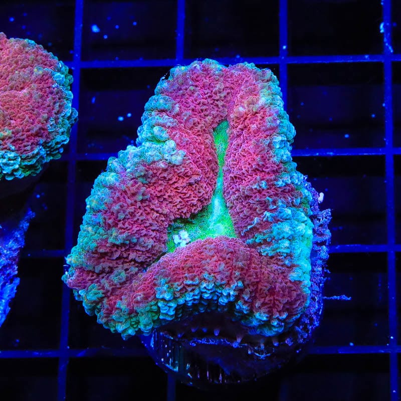 Ultra Lobophyllia Coral