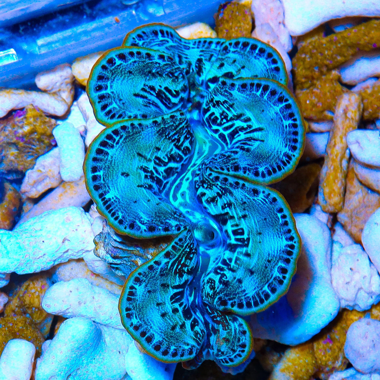 Ultra Maxima Clam 1.75 - 2.5"