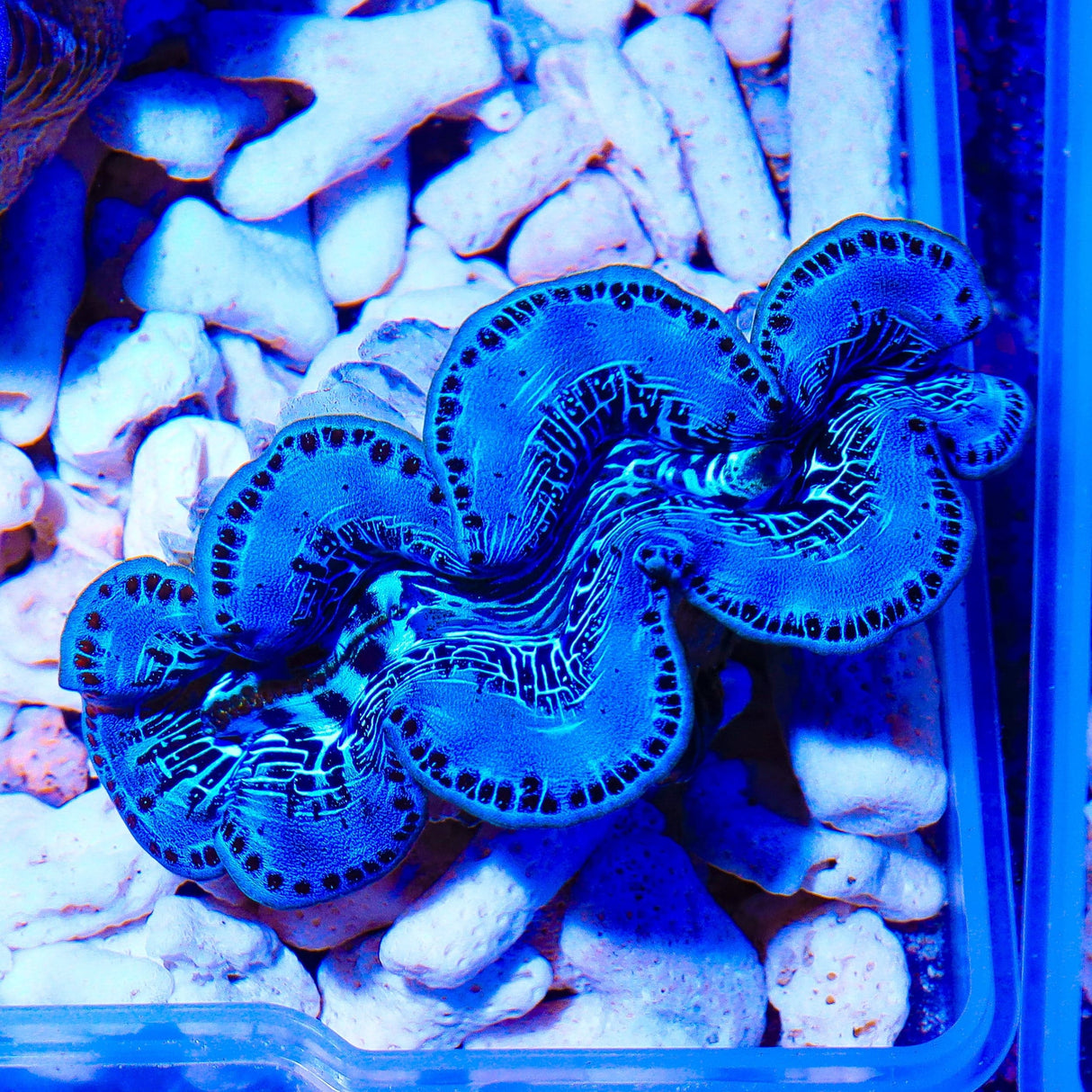 Ultra Maxima Clam 1.75 - 2.5"