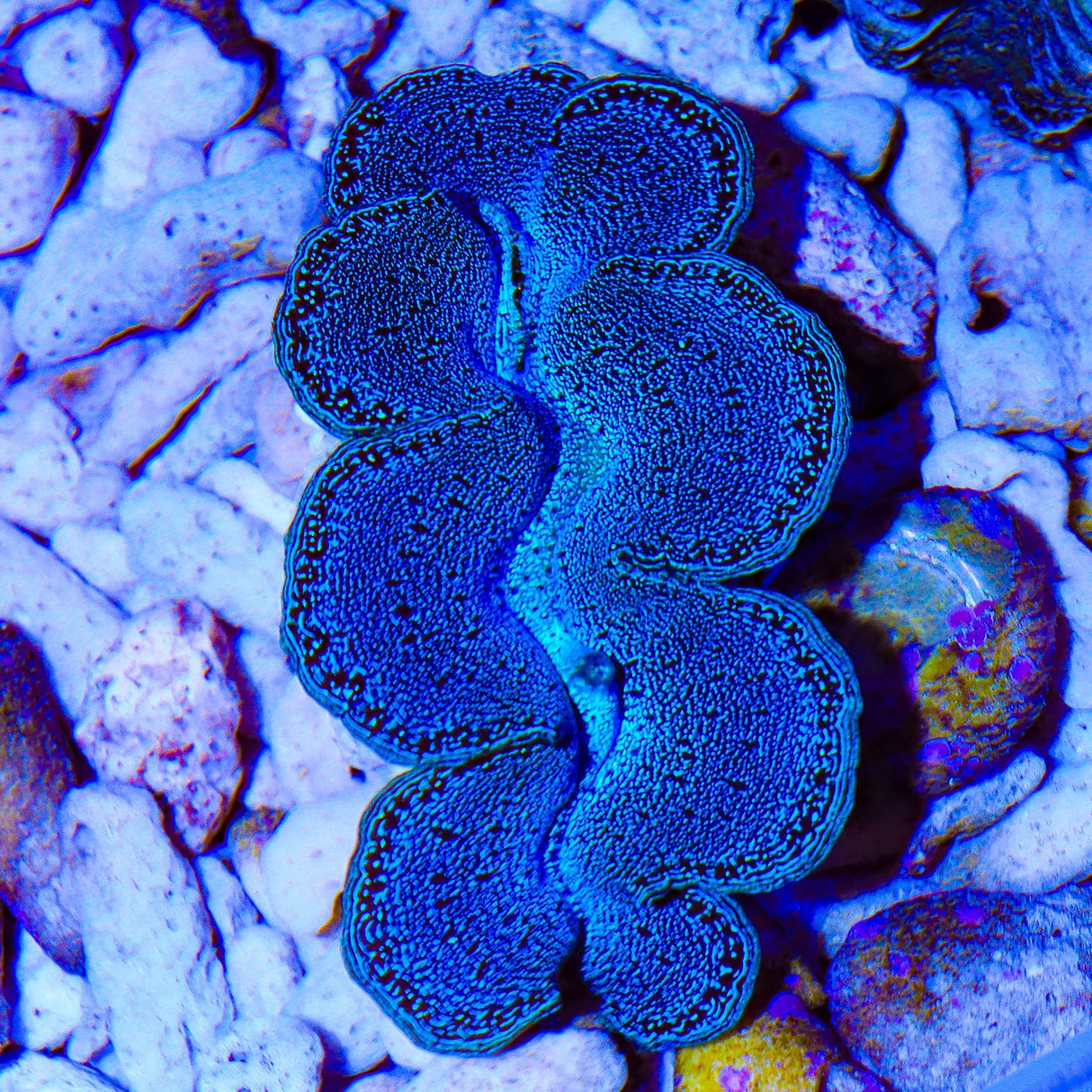 Ultra Maxima Clam 1.75 - 2.5"